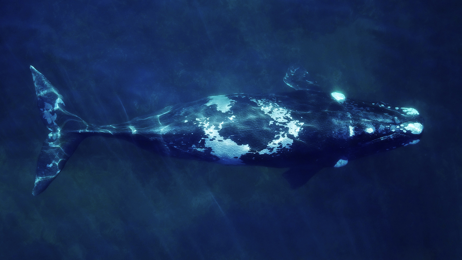 Right whale feeding by Mariano Sironi