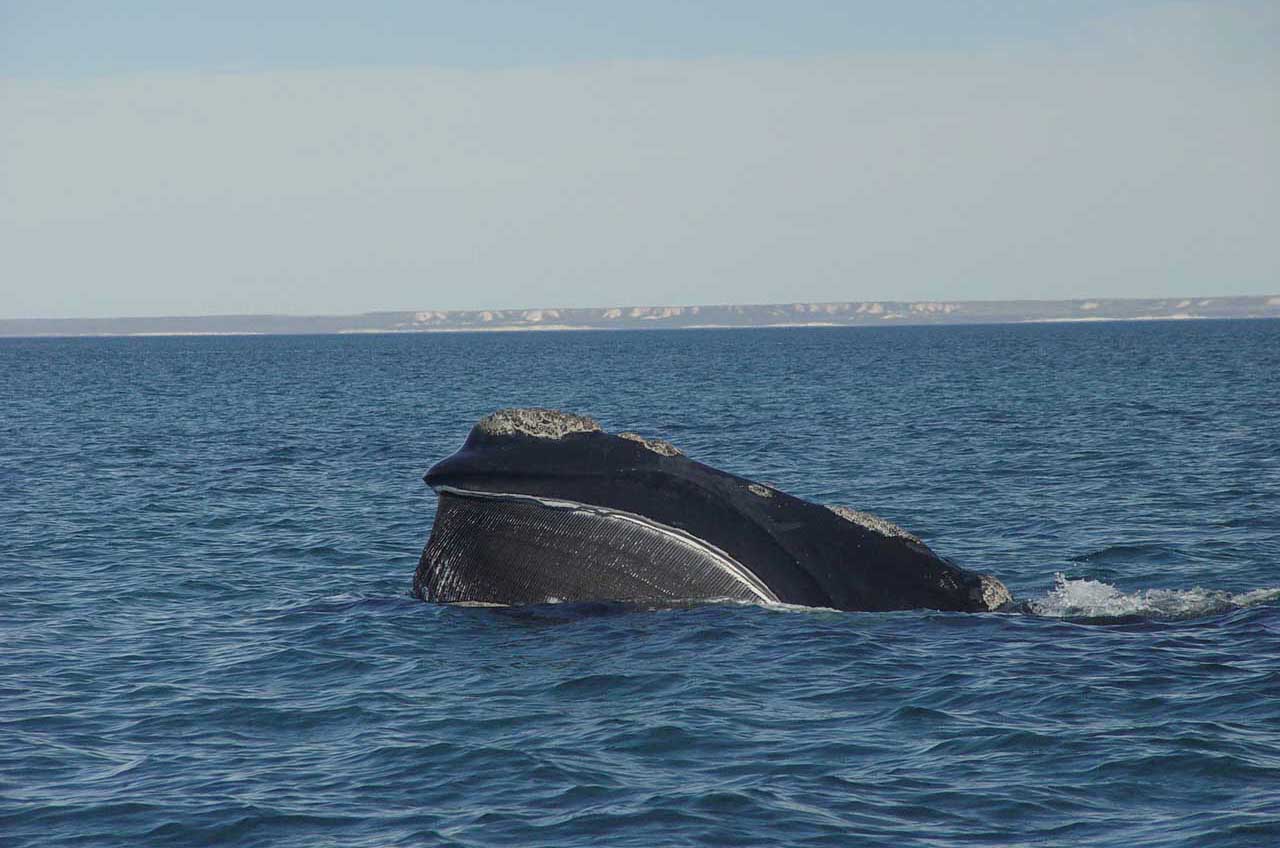 Right whale feeding by Mariano Sironi