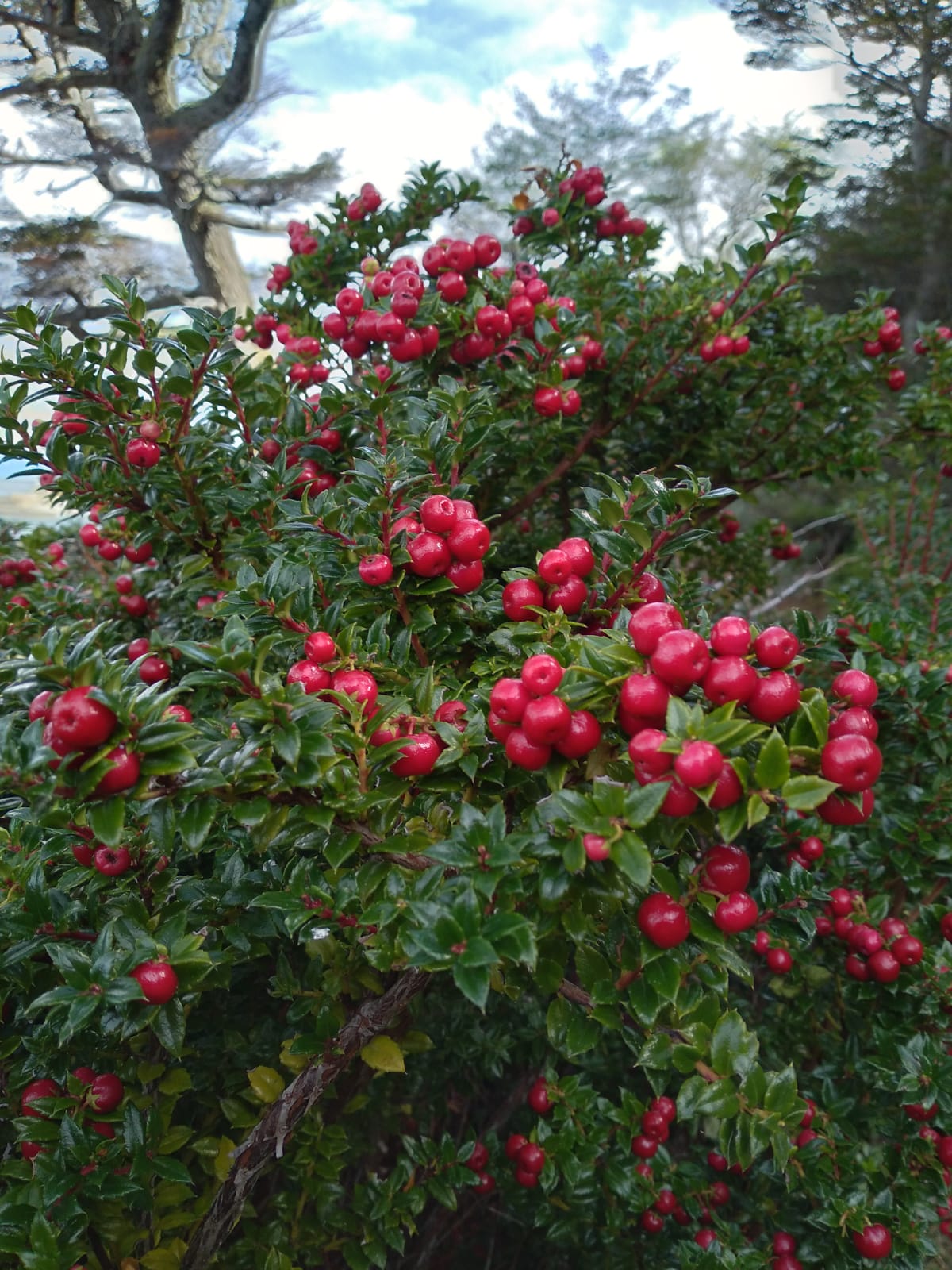 Fruto del bosque chaura