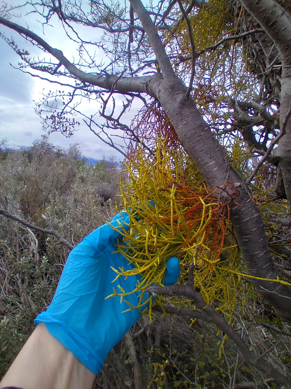 Tomando muestra farolito chino