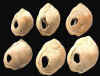 Cuentas de collar de caracoles, halladas en Blombos (Sudfrica), datadas en 75.000 aos AP. Foto en internet, sin autor consignado.