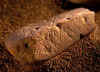 Fragmento de ocre con grabados geomtricos, hallado en Blombos (Sudfrica), datado en 75.000 aos AP. Foto en internet, sin autor consignado.