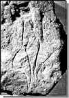 Gnnersdorf (Alemania), plaqueta ltica con figuras antropomorfas femeninas grabadas. Foto en internet, sin autor consignado.