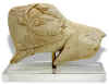. La Madeleine (Francia), arte mobiliar seo representando un bisonte. Foto en internet, sin autor consignado.