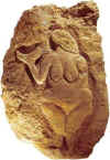 Laussel (Francia), representacin femenina en fragmento de roca (originalmente en pared de soporte rupestre) similar a las "Venus". Foto en internet, sin autor consignado.