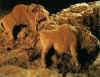 Le Tuc D'Audoubert (Francia), bisontes modelados en arcilla. Foto en internet, sin autor consignado.