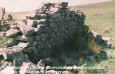 foto_2_detalle_san_fernando_b.jpg (59541 bytes)