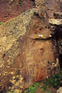 goni_figura_5.jpg (204580 bytes)